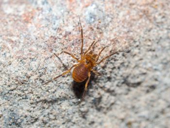 Media type: image; Invertebrate Zoology 152657   Description: live specimen;